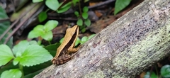 Indosylvirana