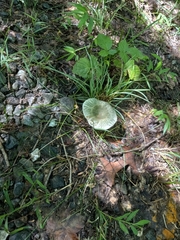 Virescentinae