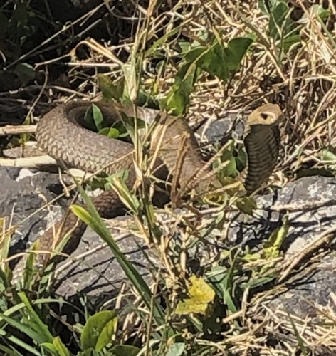 Eastern Brown Snake sighting
