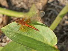 Sympetrum flaveolum
