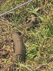 Pseudonaja textilis