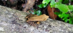 Indosylvirana
