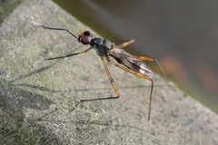 Rainieria