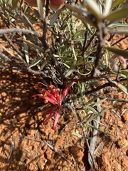 Grevillea