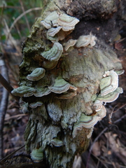 Stereum subtomentosum