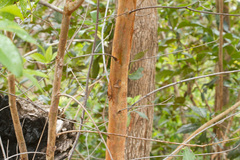 Lophostemon confertus