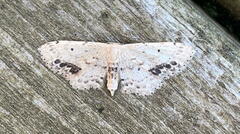 Idaea dimidiata
