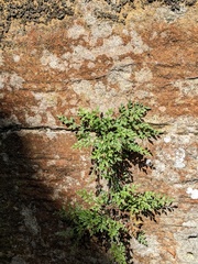 Asplenium ruta-muraria