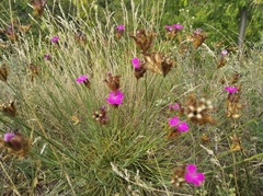 Dianthus carthusianorum