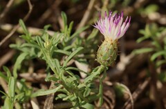 Centaurea aspera