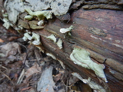 Stereum subtomentosum