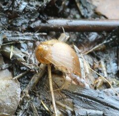 Ampullaceana balthica