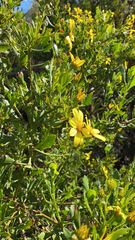 Osteospermum moniliferum