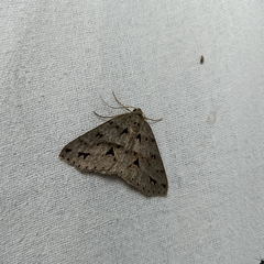 Psyra angulifera