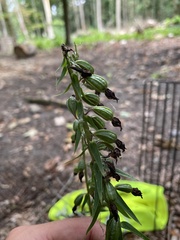 Epipactis helleborine