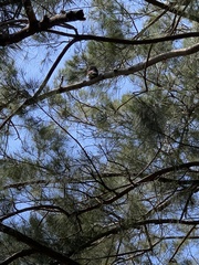 Podargus strigoides