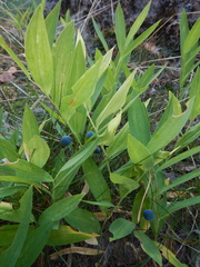 Polygonatum odoratum