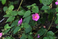Pavonia lasiopetala