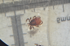 Ixodes