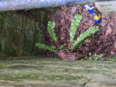 Asplenium scolopendrium