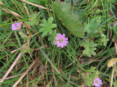 Geranium pusillum