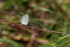 Everes lacturnus