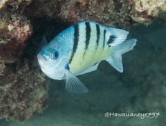 Abudefduf abdominalis