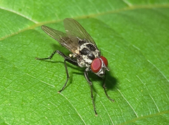 Anthomyia pluvialis