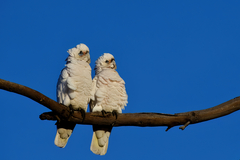 Cacatua sanguinea