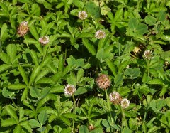 Trifolium fragiferum