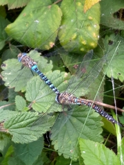 Aeshna mixta