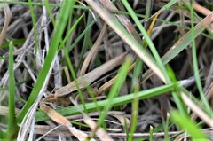 Chorthippus albomarginatus