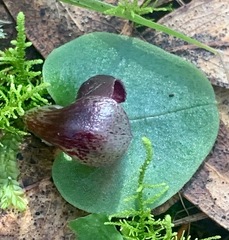 Corybas incurvus