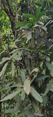 Ancistrocladus heyneanus
