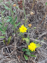 Hieracium sabaudum