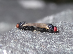 Lonchaea