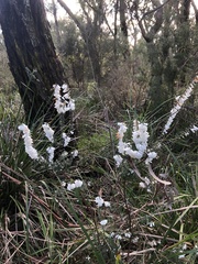 Epacris