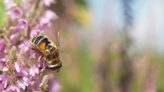 Eristalis arbustorum