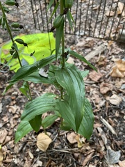 Epipactis helleborine