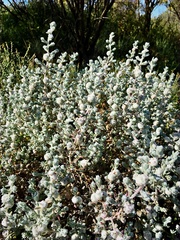 Dissocarpus paradoxus