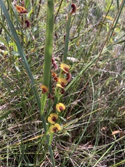 Bossiaea scolopendria
