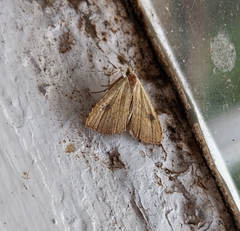Rivula sericealis
