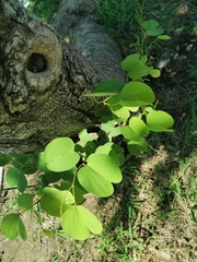 Bauhinia