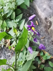 Solanum dulcamara