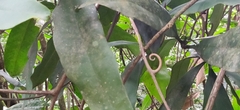 Ancistrocladus heyneanus
