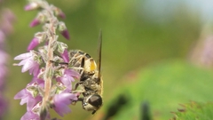 Eristalis arbustorum