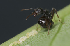 Dolichoderus