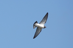 Artamus leucorynchus