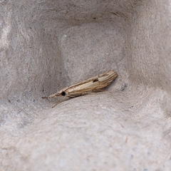 Agriphila inquinatella