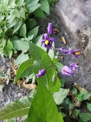 Solanum dulcamara